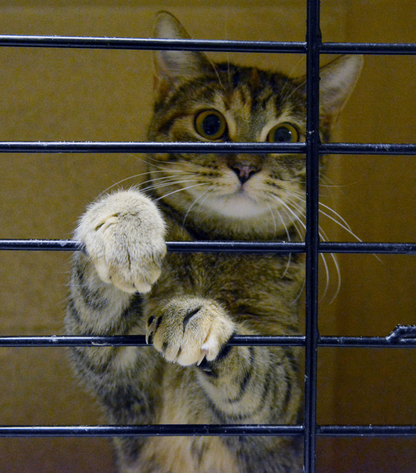 Cat.jpg